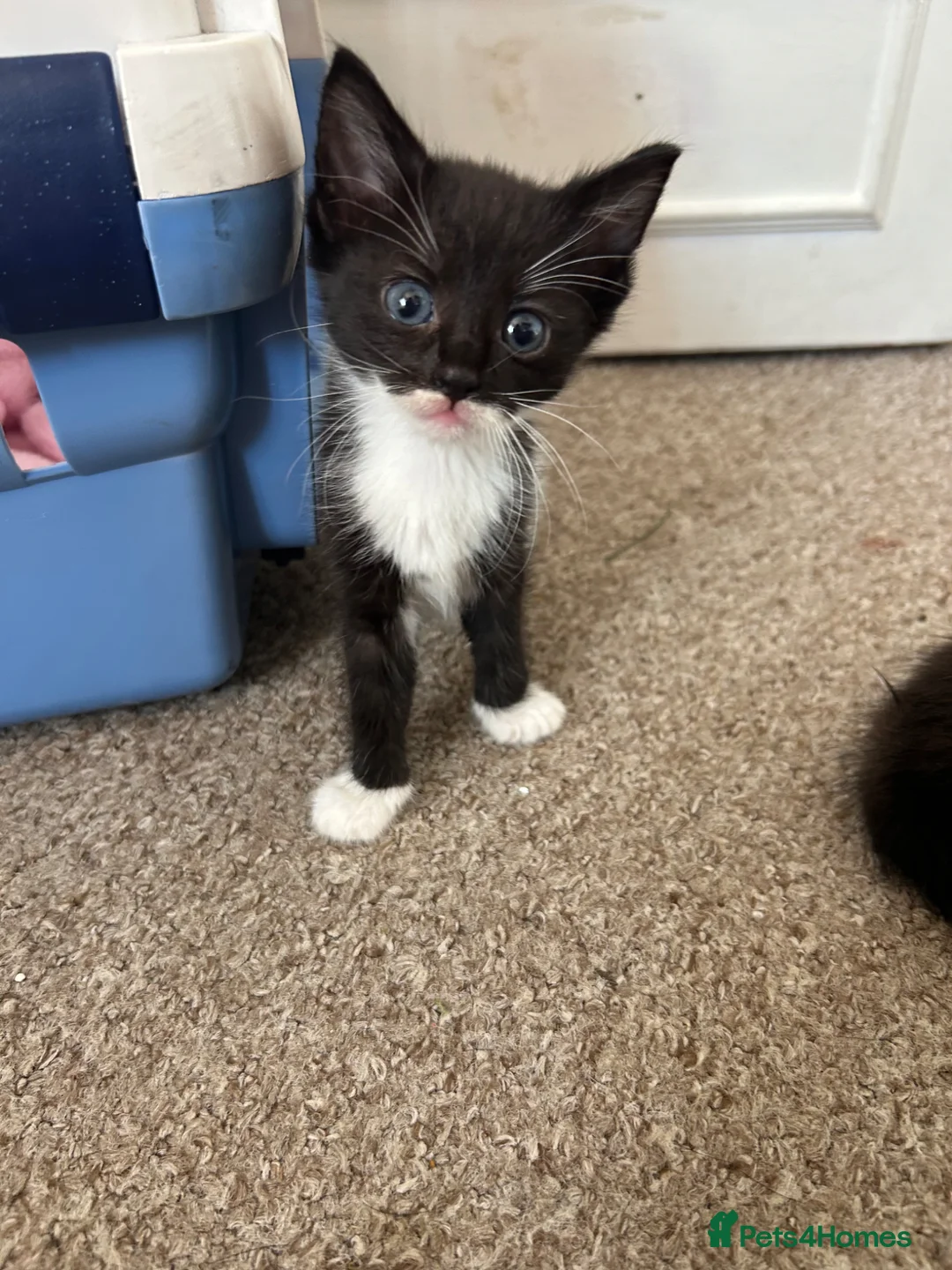 Mixed Breed cats for sale: Mixed Bengals  - Advert 2
