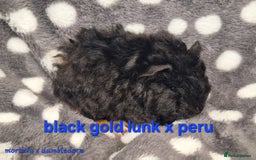 Guinea Pig rodents for sale: Baby male guinea pigs - Image 8