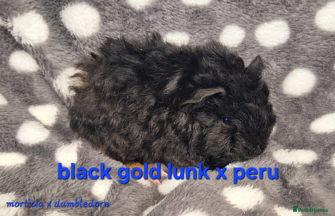 Guinea Pig rodents for sale: Baby male guinea pigs - Image 8