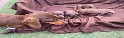 Miniature Dachshund dogs for sale: Stunning miniature dachshund puppies - Advert 10