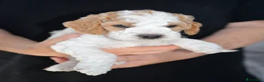 Mini Goldendoodle 1