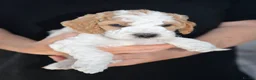 Mini Goldendoodle dogs for sale: Mini Goldendoodle  - Advert 22