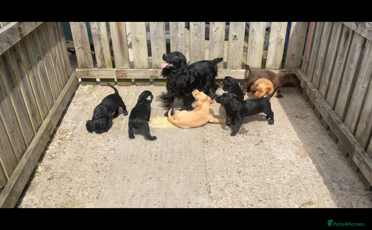 Cocker Spaniel dogs - Advert 9