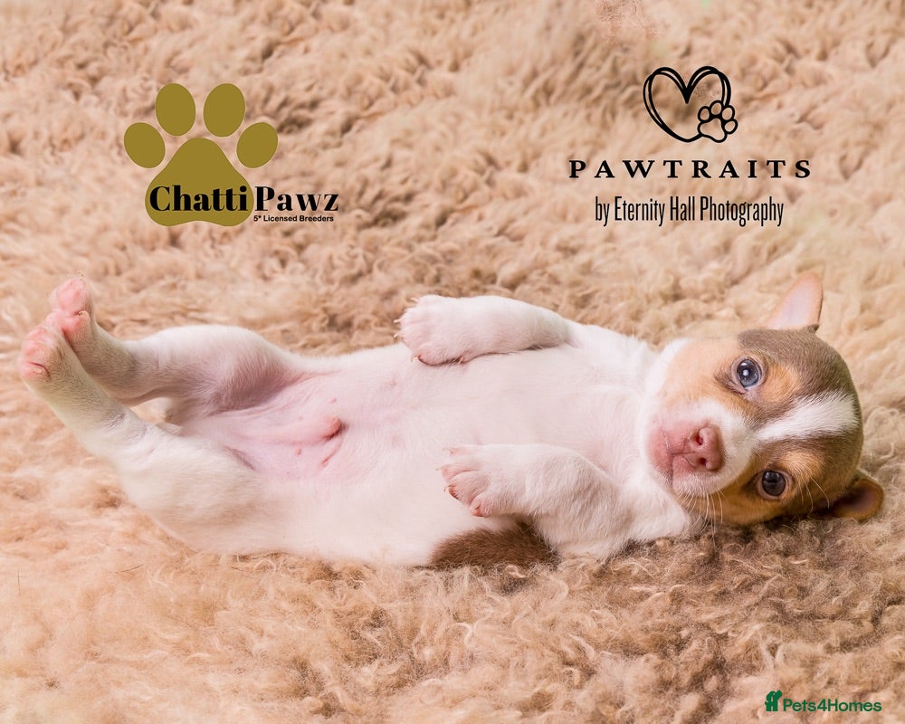 Jack Russell dogs Mini Jack Russell pups  - Advert 1