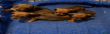 Miniature Dachshund 3