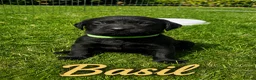 Labrador Retriever dogs for sale: KC Registered Labrador Puppies – Working Lines in Cleator - Advert 5