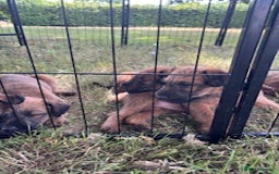 Irish Terrier dogs for sale: Irish Terrier Puppies - Image 3