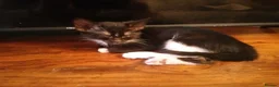 Mixed Breed cats for sale: Mixed litter of kittens in Wigan - Advert 4