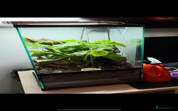 Gecko reptiles for sale: 2x baby crested gecko and full bioactive setup - Image 12