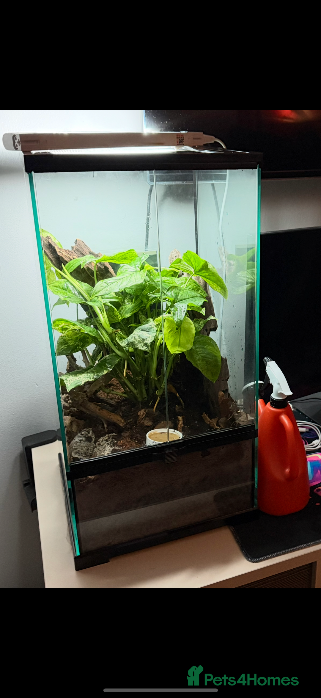 Gecko reptiles for sale: 2x baby crested gecko and full bioactive setup - Image 12