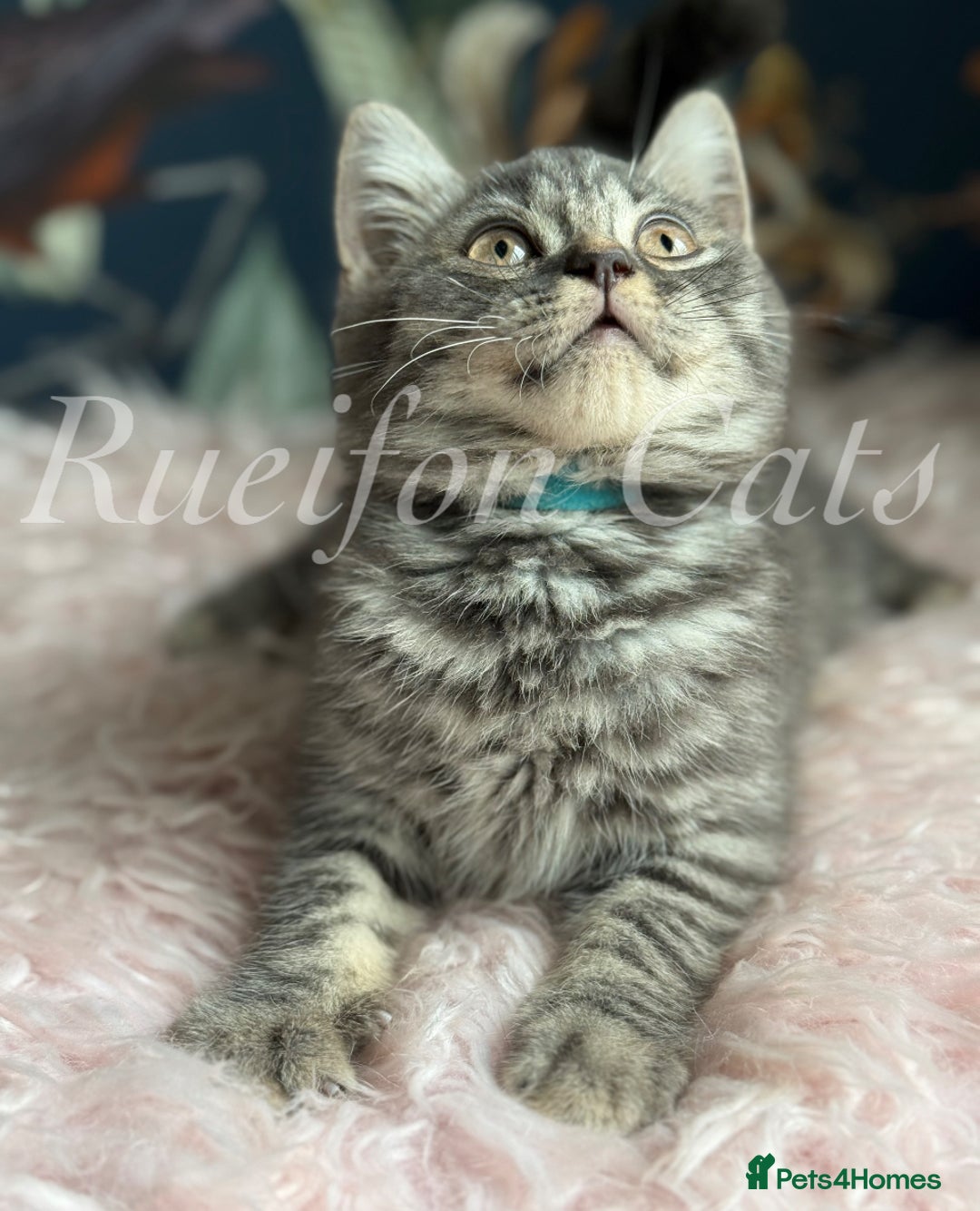 British Shorthair cats for sale: LAST British shorthair kitten GCCF registered - Image 7
