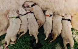 White Swiss Shepherd dogs for sale: KC Reg long-coat White Swiss Sheperd pups for sale - Image 2