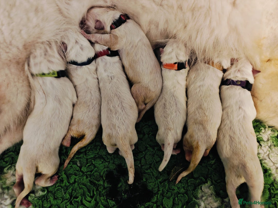 White Swiss Shepherd dogs for sale: KC Reg long-coat White Swiss Sheperd pups for sale - Image 2