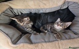 Bengal cats for sale: Adorable kittens mixed Bengal  - Image 3