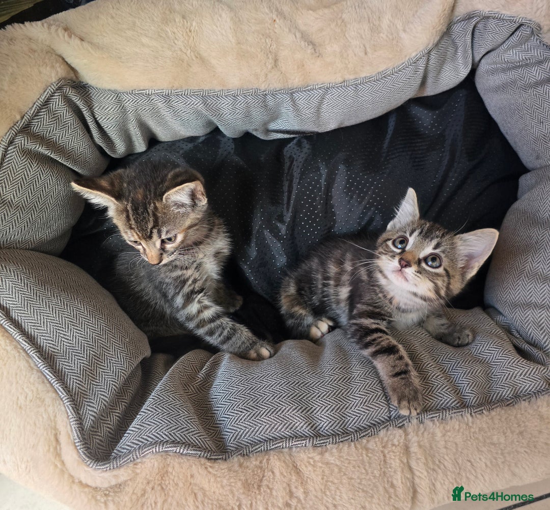 Bengal cats for sale: Adorable kittens mixed Bengal  - Image 3