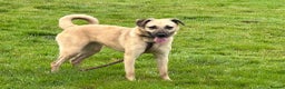 Mixed Breed dogs for adoption: Isodora - Norwich Norfolk  in Norwich - Advert 7