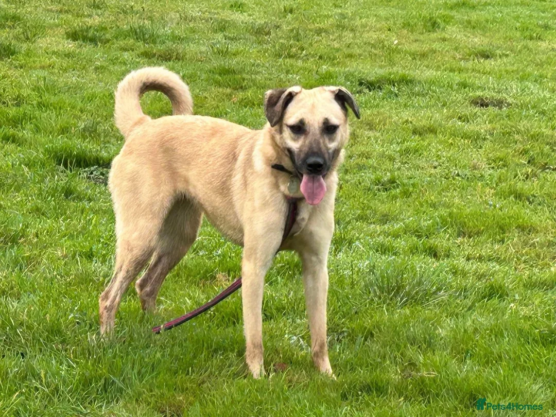 Mixed Breed dogs for adoption: Isodora - Norwich Norfolk  in Norwich - Advert 7