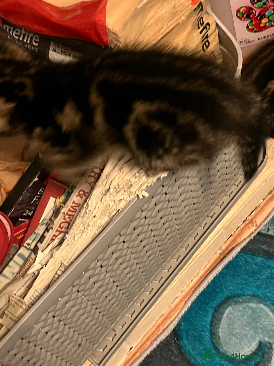 Domestic Shorthair cats for sale: Tabby kittens  - Advert 13