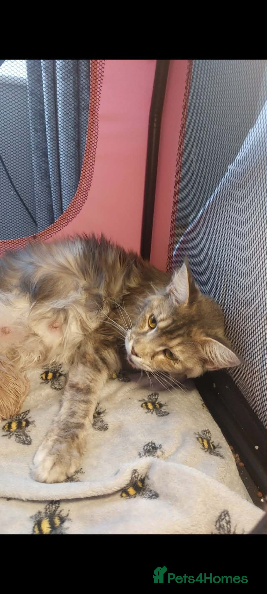 Maine Coon cats Maine coon kittens available.  - Advert 1