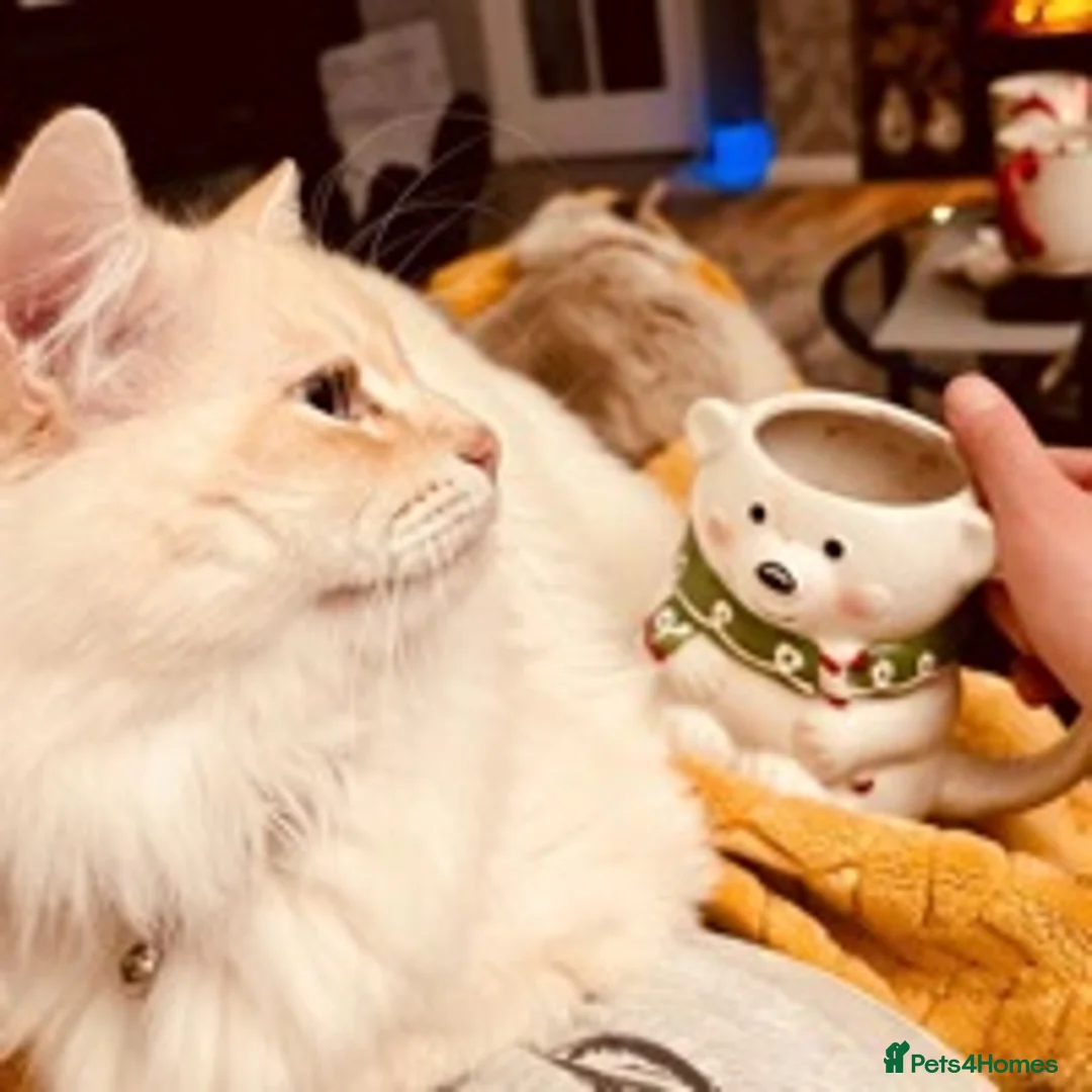 Siberian cats for stud: Siberian Neva Masquerade Available For Stud in Leeds - Advert 6