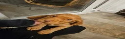 Cocker Spaniel dogs for sale: Cocker spaniel pure breed pupies,working  - Advert 6