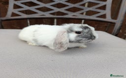 Mini Lop rabbits for sale: Mini lops baby rabbits for sale  - Image 8
