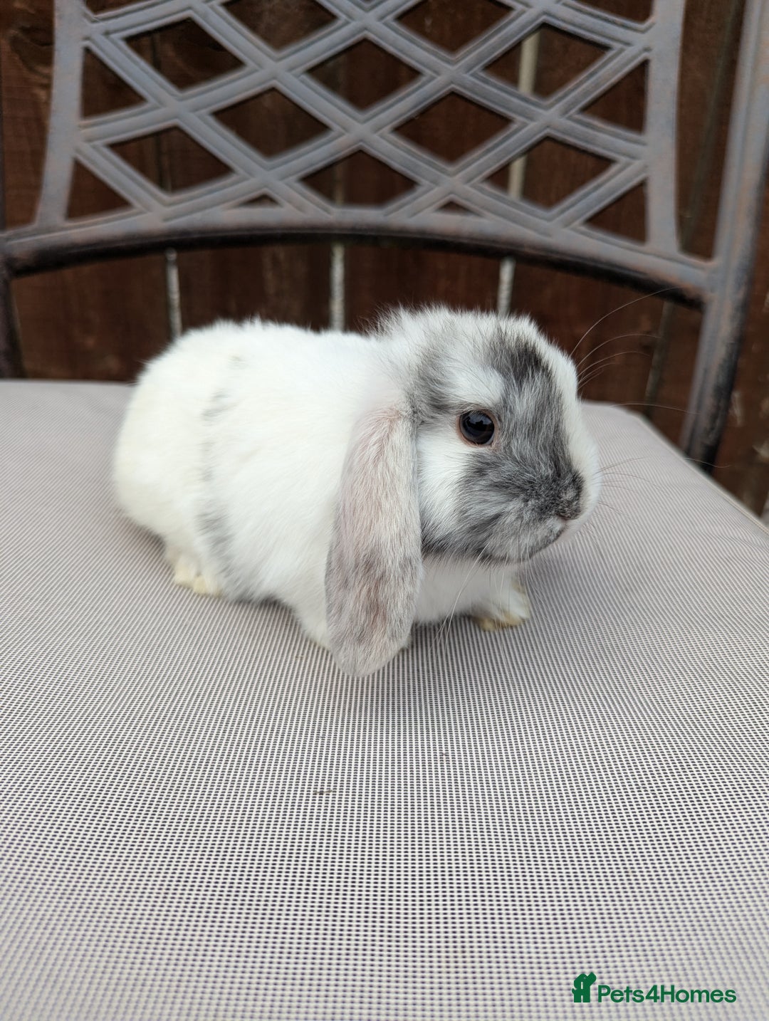 Mini Lop rabbits for sale: Mini lops baby rabbits for sale  - Image 8