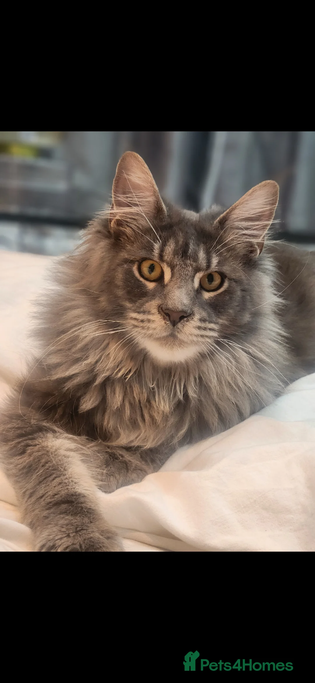 Maine Coon cats for sale: BEAUTIFUL LITTLE GINGER BOY in Thetford - Advert 9