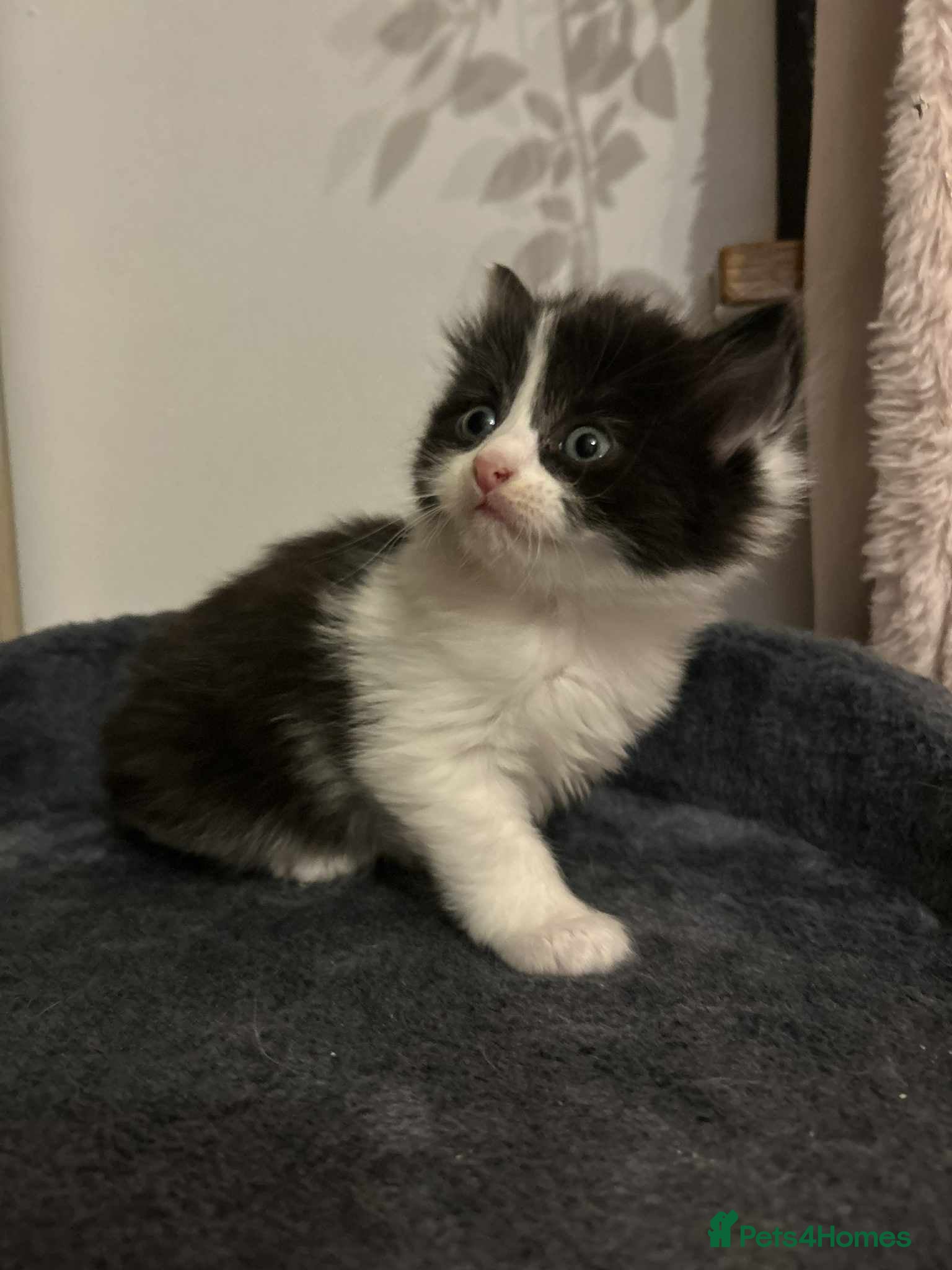 Mixed Breed cats Beautiful kittens long hair  - Advert 3