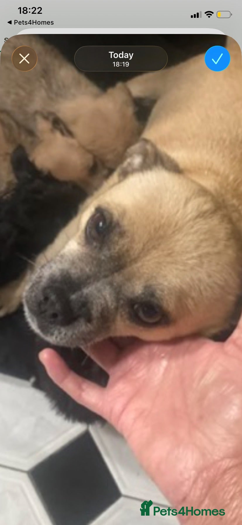 Jug dogs Just 2 stunning bundles of joy left 🐶 - Advert 1