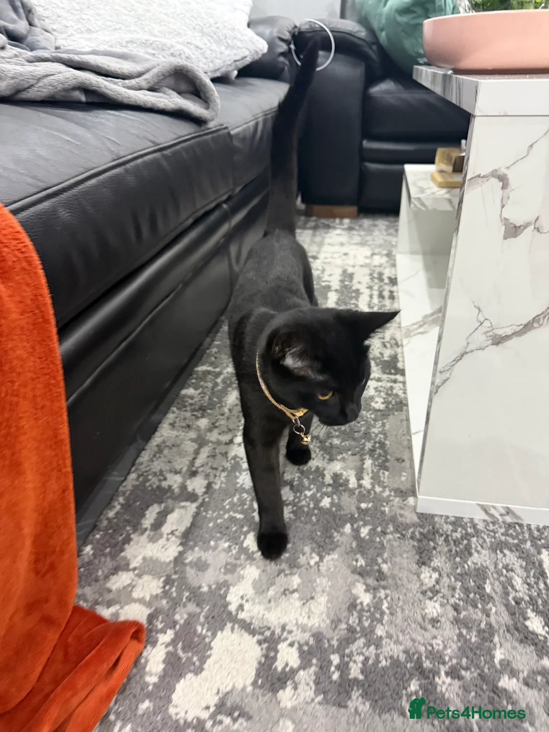 Turkish Angora cats for sale: Rosie 2 years old and Brownie 8 months old  - Advert 2