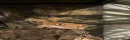 Gecko reptiles for sale: Pascal the Crested Gecko in Trowbridge - Advert 18