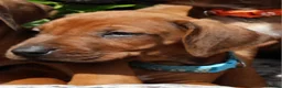 Rhodesian Ridgeback dogs for sale: !!KC CHAMPION AFRICAN RHODESIAN RIDGEBACK!! in Doncaster - Advert 13