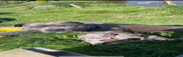 Staffordshire Bull Terrier dogs for sale: Blue Staffordshire bull terrier puppies  in Ilfracombe - Advert 3