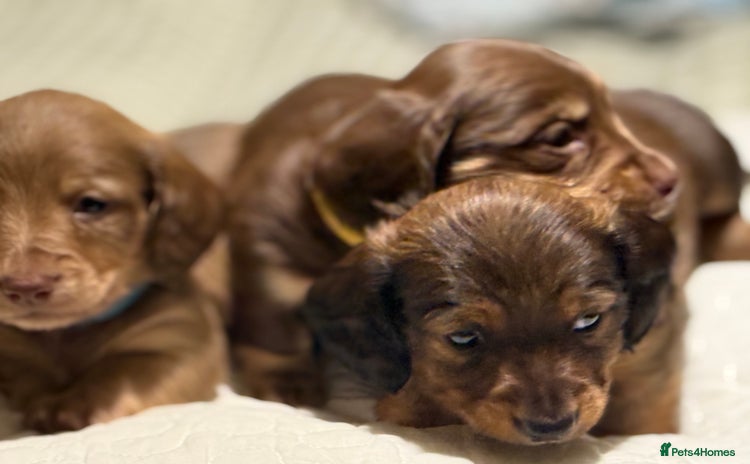 Miniature Dachshund dogs  Long haired miniature dachshund litter  - Advert 1