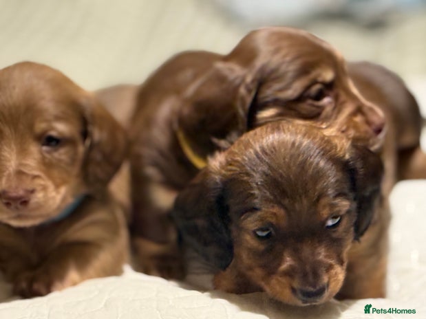 Miniature Dachshund dogs Long haired miniature dachshund litter - Advert 15