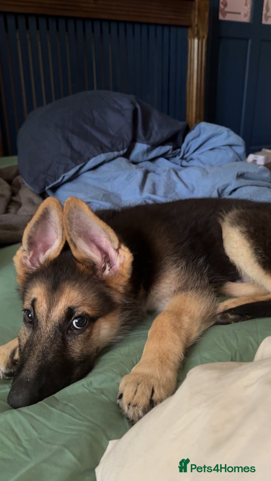 German Shepherd dogs german shepherd pup  - Advert 1