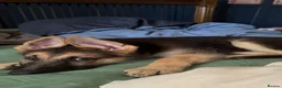 German Shepherd dogs for sale: german shepherd pup  - Advert 1