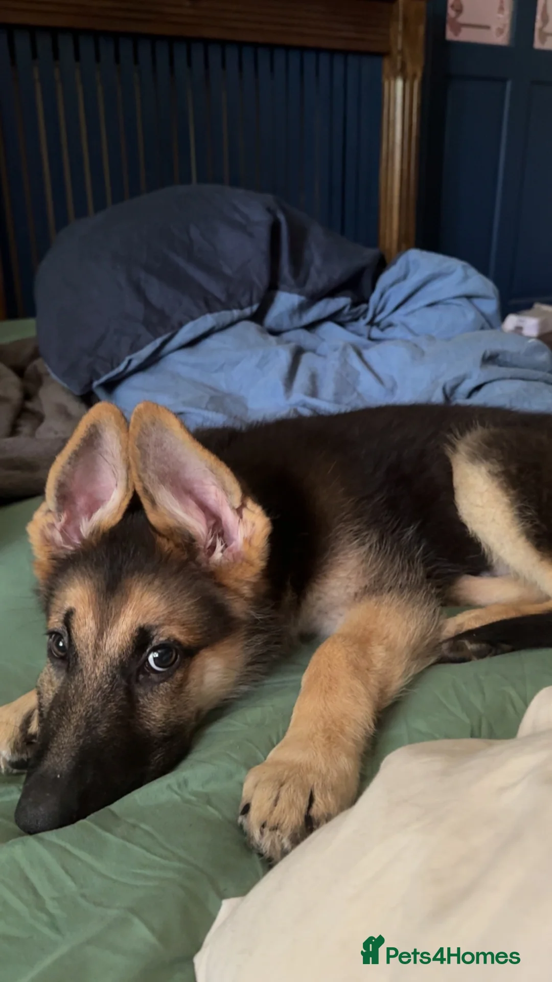 German Shepherd dogs for sale: german shepherd pup  - Advert 1