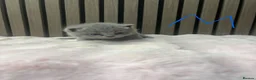 British Shorthair cats for sale: Pure British Shorthair  - Advert 6