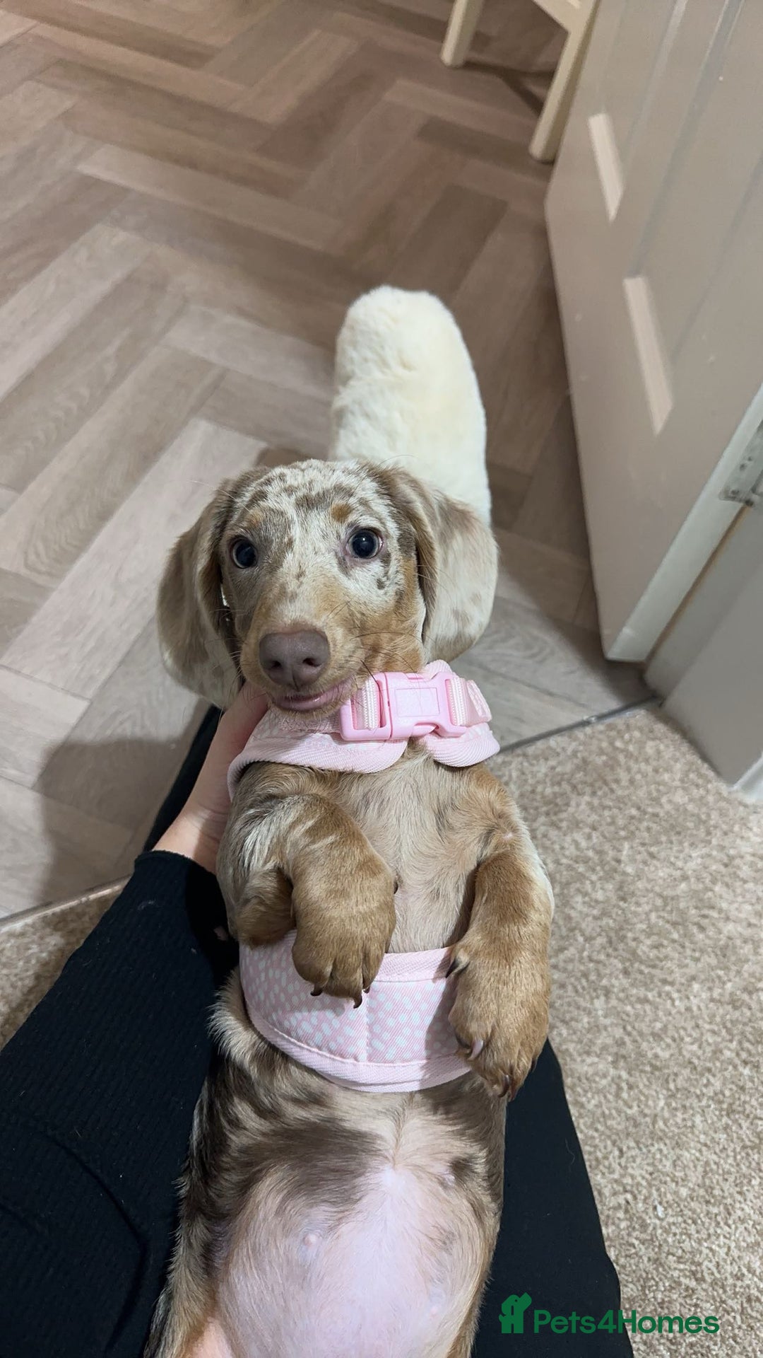 Miniature Dachshund dogs for sale: Miniature dachshund puppies - Advert 1