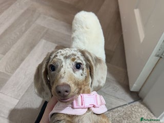 Miniature Dachshund dogs Miniature dachshund puppies - Advert 9