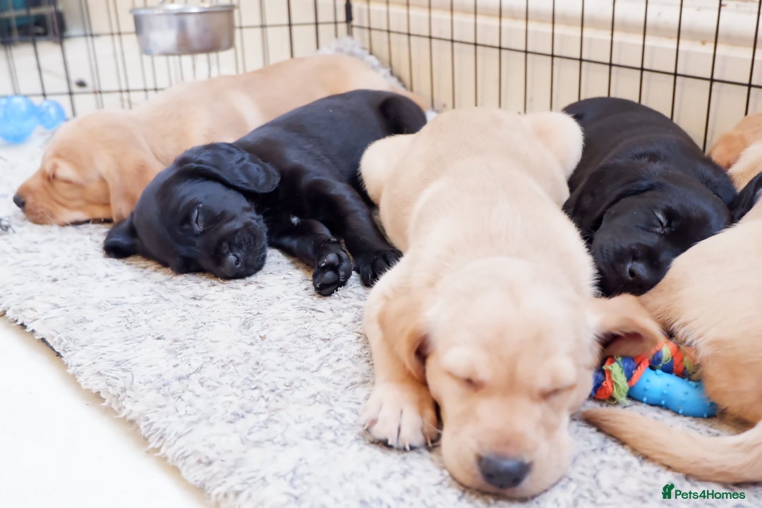Cockerdor dogs for sale: Working Cockerdor Pups - Advert 3