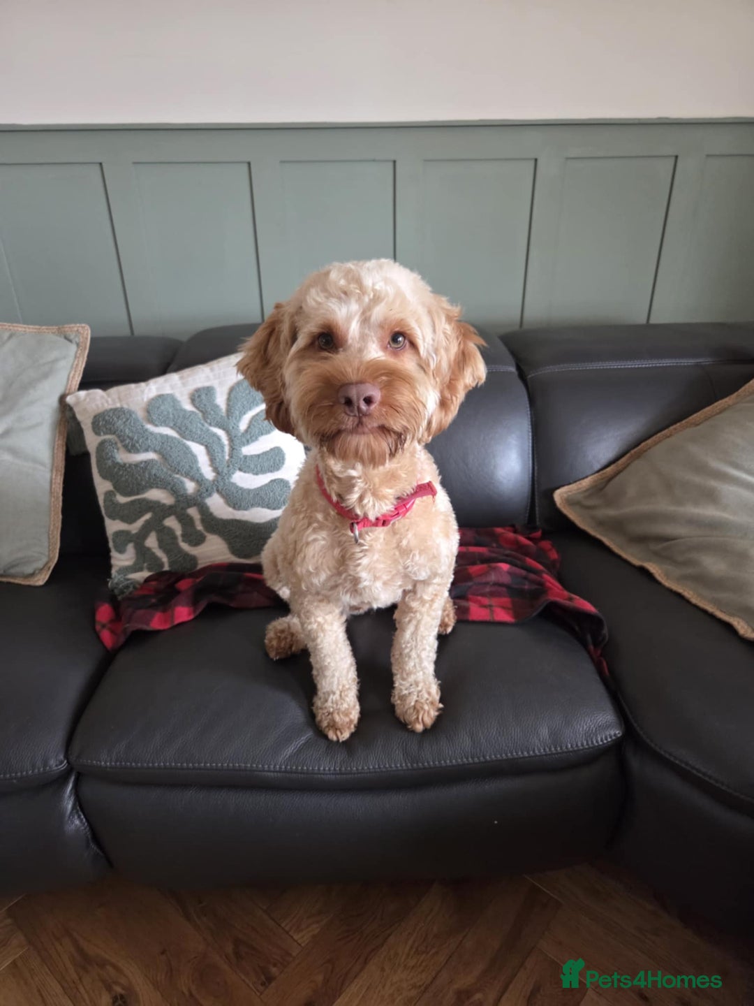 Cockapoo dogs for stud: Rufus - Advert 1