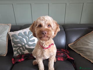 Cockapoo dogs Rufus - Advert 8