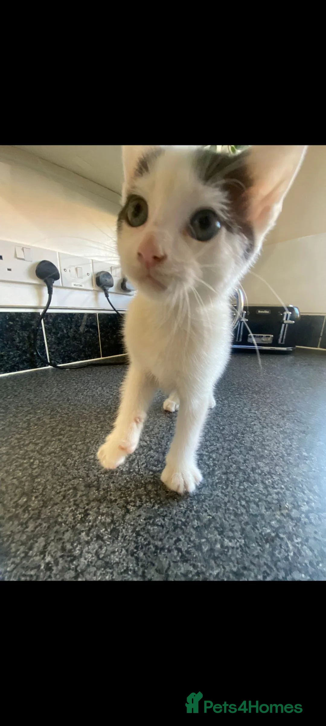 British Shorthair cats for sale: Mittsy and Murphy, perfect pair for rehoming  in Bolton - Advert 10