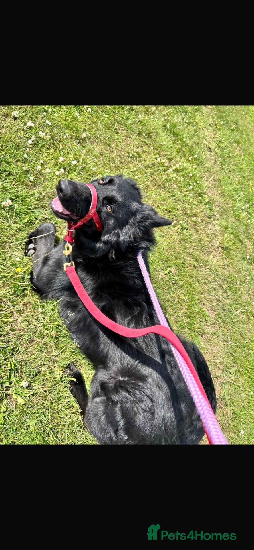 Mixed Breed dogs * 2 year old Shollie for Sale to a good home* - Advert 15