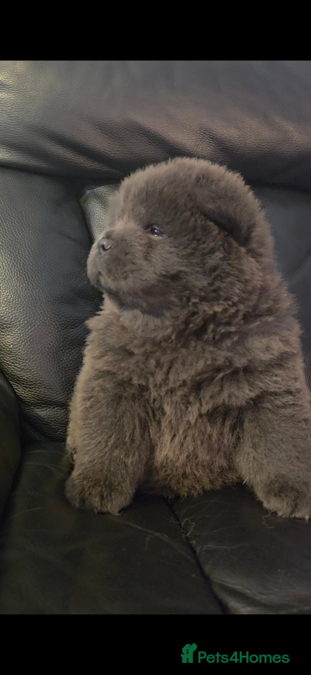Chow Chow dogs for sale: 💫Stunning Chows Available 🥰❤️ - Image 34