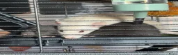 Rat rodents for sale: Four Male Dumbo Rats in Great Yarmouth - Advert 4