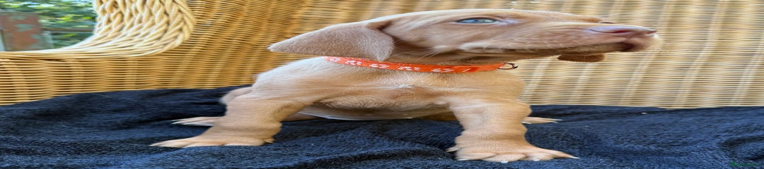 Hungarian Vizsla Puppy